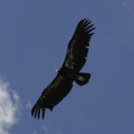 Condor from the Grand Canyon