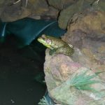 Frog and Pond