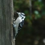 Downy Woodpecker 1