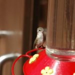 Sedona Hummingbird 2