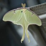 Giant Green Moth 2