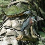 Turtle and Green Heron
