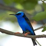 Blue Hummingbird 62