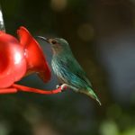 Green Hummingbird 78