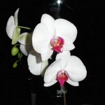 Orchid with Black Background