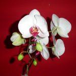 Orchid with Red Background