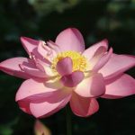 Pink Lotus 2