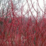 Red Bush in Winter
