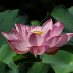 Pink Lotus 3