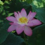 Pink Lotus 4