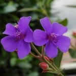 San Fran Purple Flower