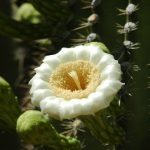 Arizona White Cactus Flower #4