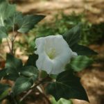 Sedona White Gardenia