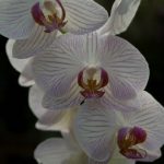 2009 Orchid 6
