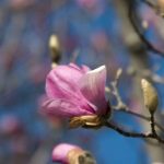 Tulip Magnolia 1