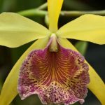 Biltmore House Orchid 9