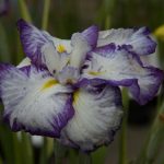 Purple White Iris