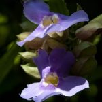 Purple Passionflower 35