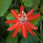 Red Passionflower 2