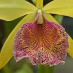 Biltmore Orchid