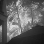Key West Trees 3