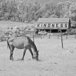 Kindness Barn
