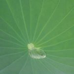 Raindrop on Lotus Leaf
