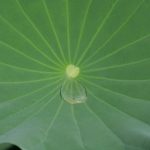 Lotus Leaf with Water Drop