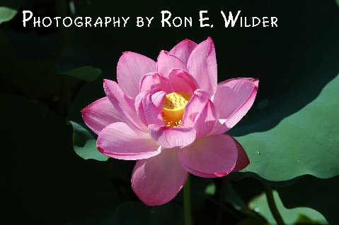 The Photography of Ron Wilder